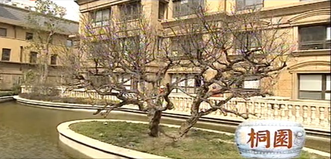 桐园小区石榴树